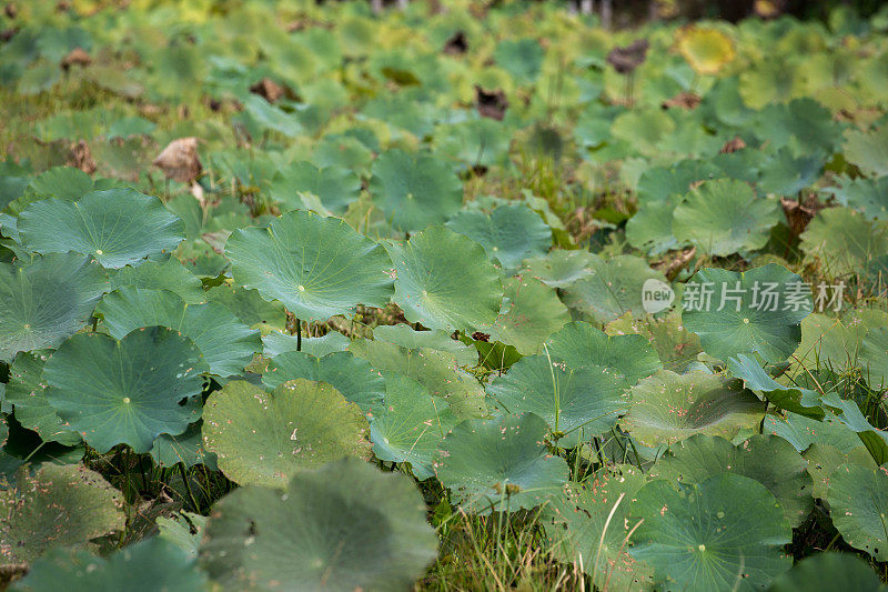 柬埔寨:Banteay Srei庙的水草